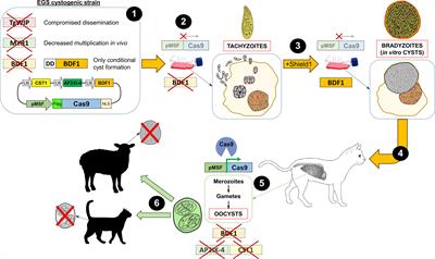 New Avenues to Design Toxoplasma Vaccines Based on Oocysts and Cysts